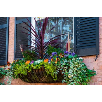 Pansy Plant